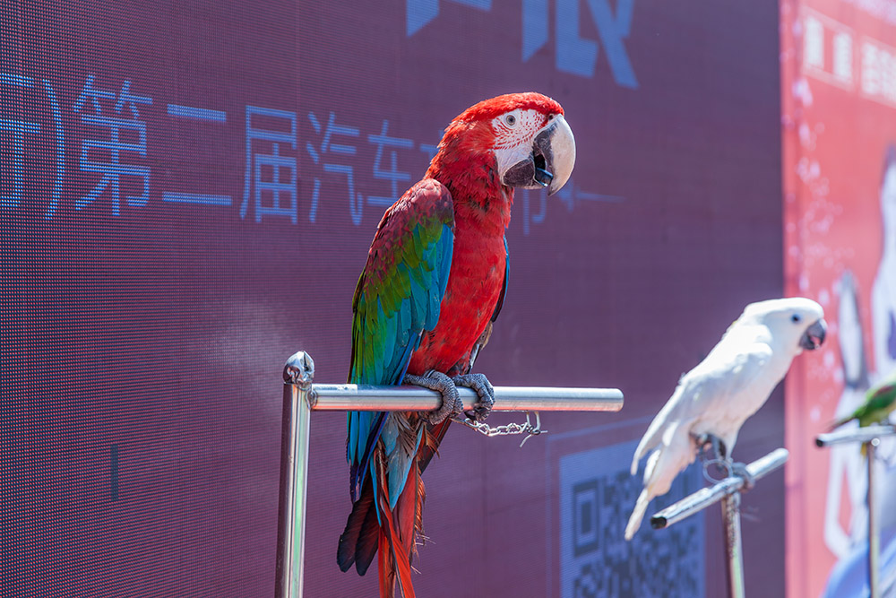 【車(chē)展第一天】遇到那個(gè)TA，放棄蘋(píng)果8......