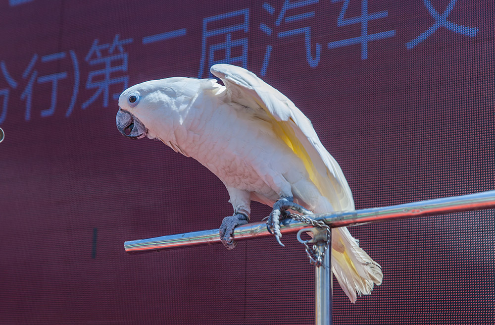 【車(chē)展第一天】遇到那個(gè)TA，放棄蘋(píng)果8......