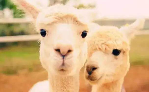  【915-918邵陽(yáng)秋季車展倒計(jì)時(shí)3天】男人車展看美女，女人車展看什么？